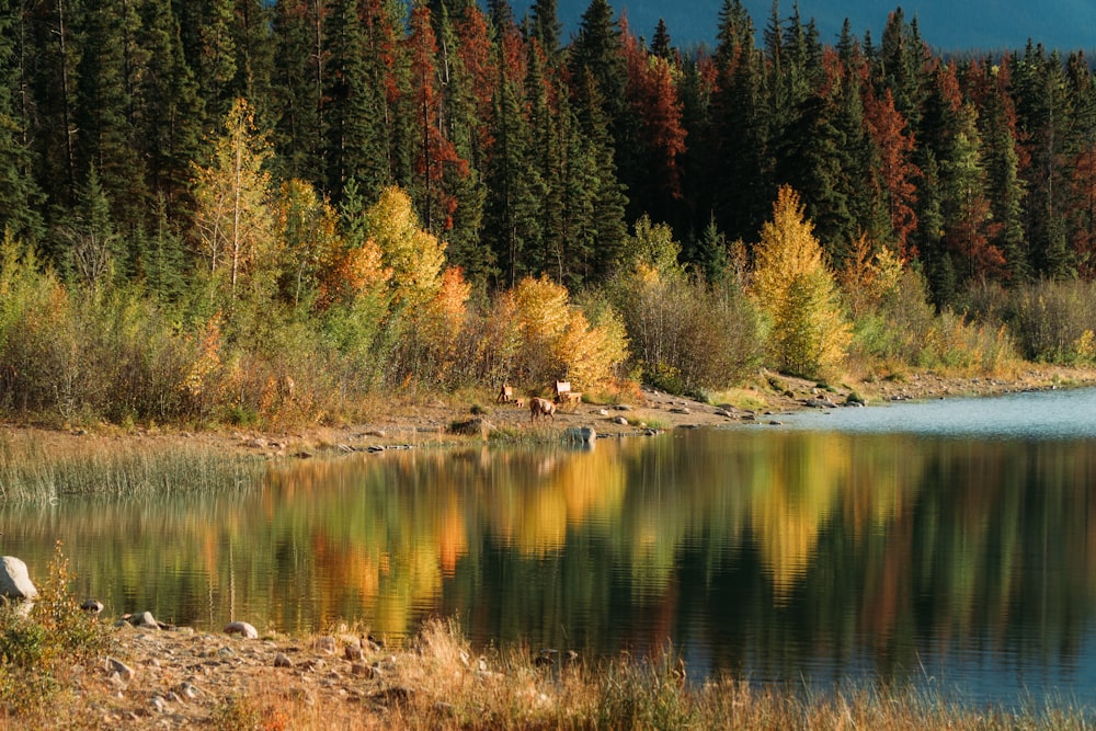 calm body of lake surrounded with trees