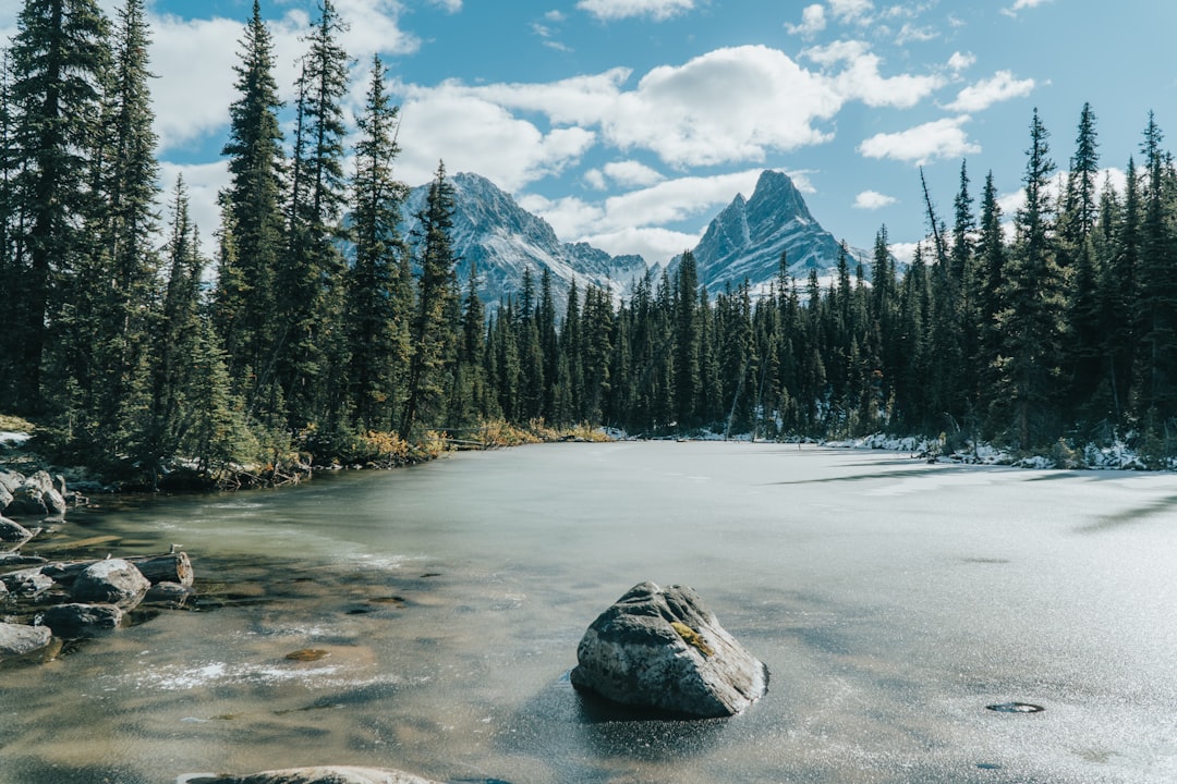 landscape photo of green pine trees and mountains