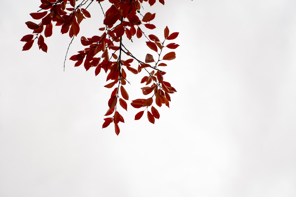흰 하늘 아래 붉은 잎 나무