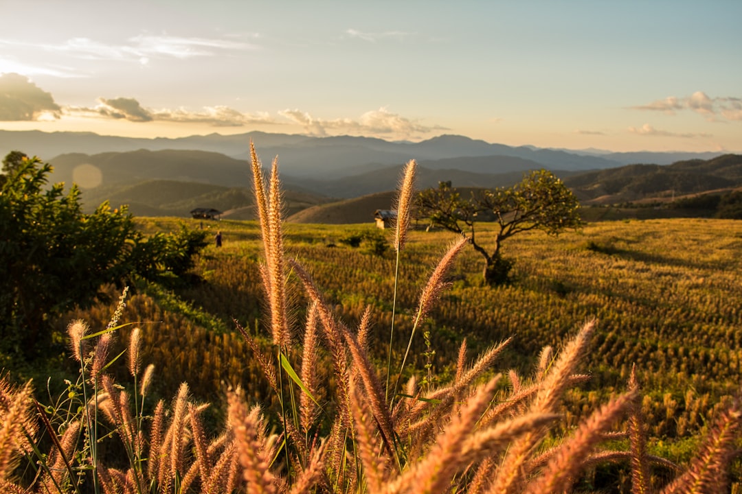 wheat field