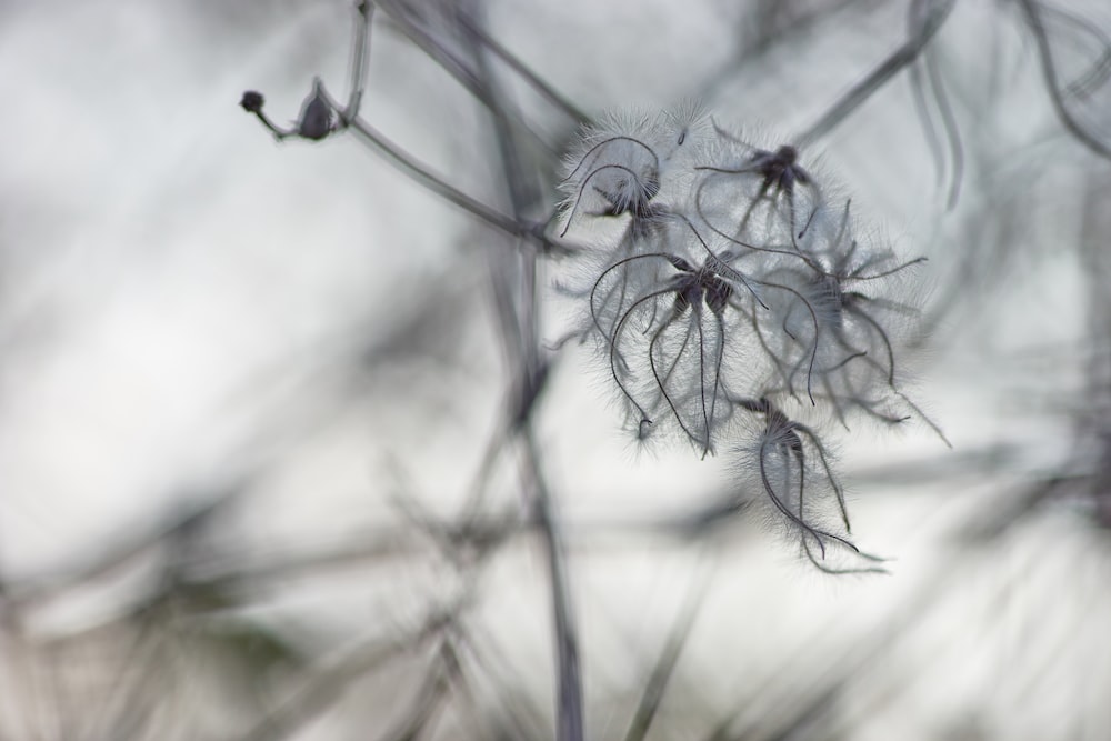 selective focus photography of flowers