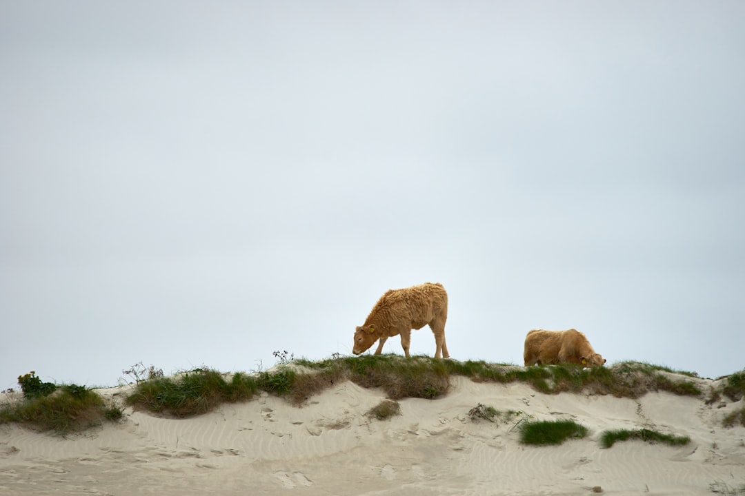 two beige cows on green grass