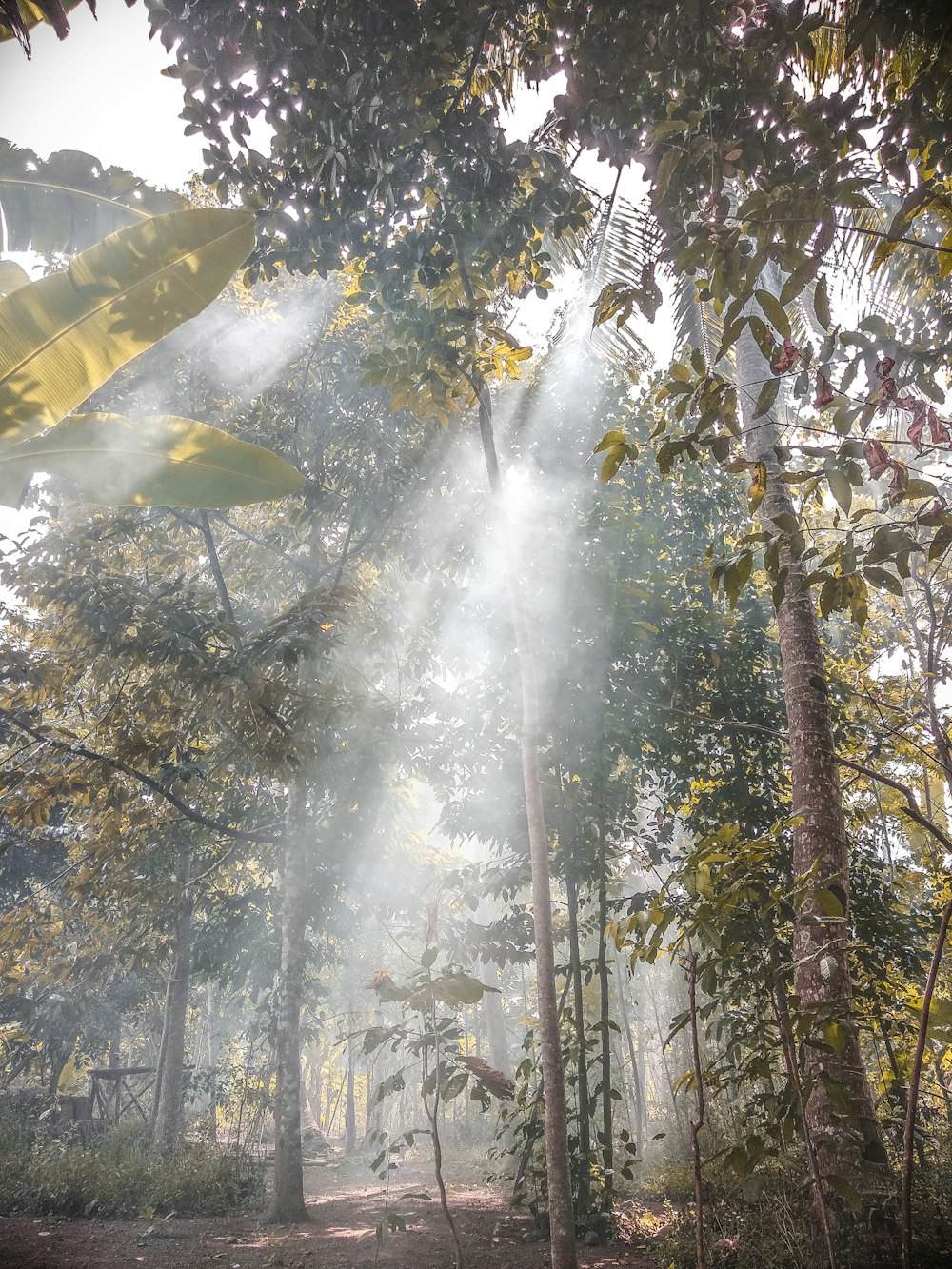 sun piercing through trees