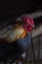 A rooster with vibrant plumage stands prominently. Its feathers are a mix of red, gold, and dark colors, and it has a distinctive red comb on its head. The background is blurred, accentuating the rooster as the focal point.