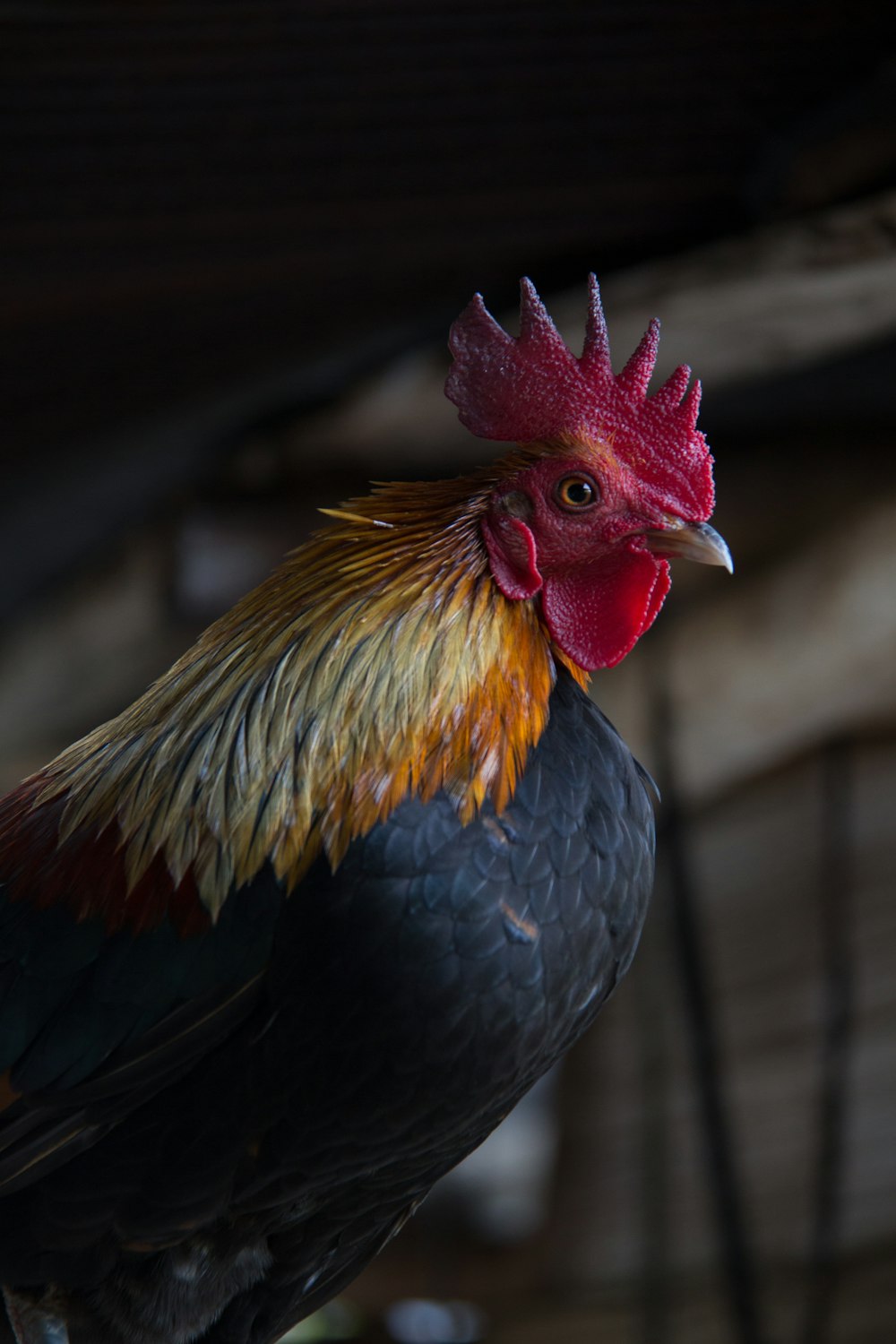 selective focus photography of rooster
