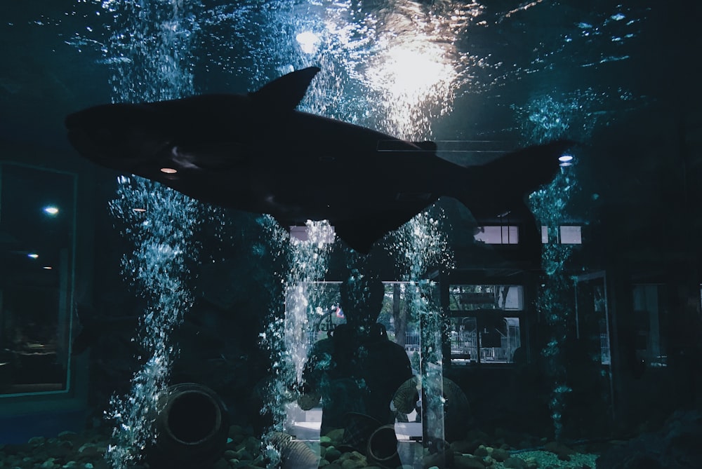 Person, die vor einem Aquarium mit schwarzem Fisch steht
