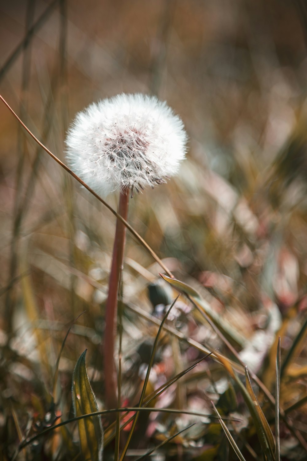 white dandelion