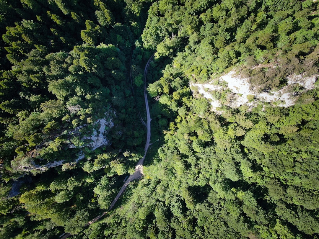 high angle photography of gray concrete road surrounded with trees during daytime