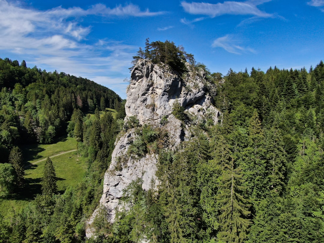 Tropical and subtropical coniferous forests photo spot Unnamed Road Brienz