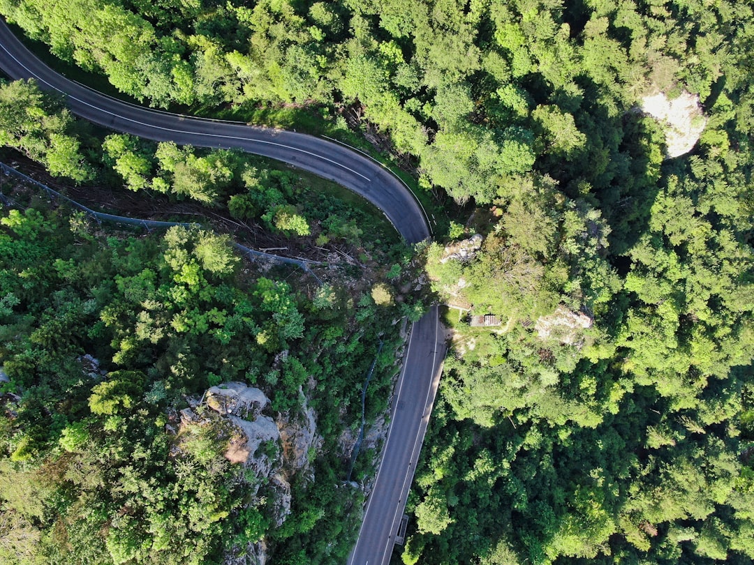 high angle photography of gray concrete road surrounded with trees,