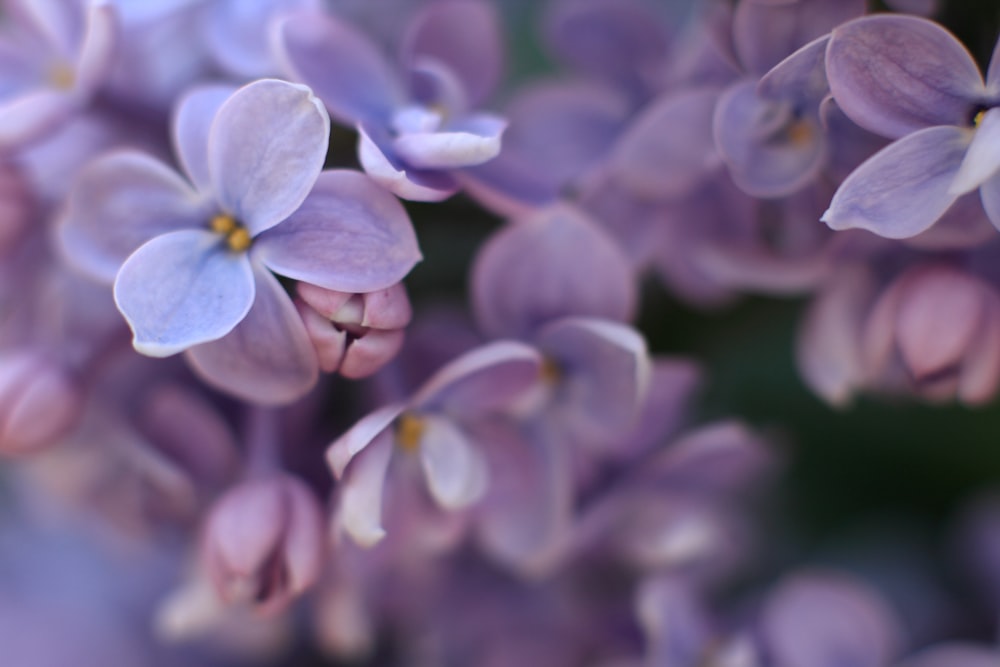 purple flower