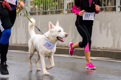 A dog wears a race number as it proudly struts it's stuff next to it's owner.