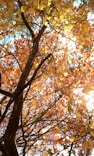 low angle photography of brown leaf tree