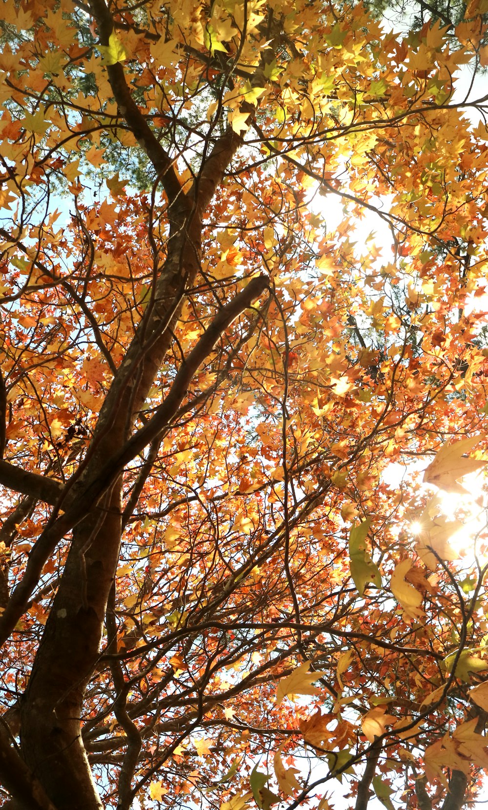 low angle photography of brown leaf tree