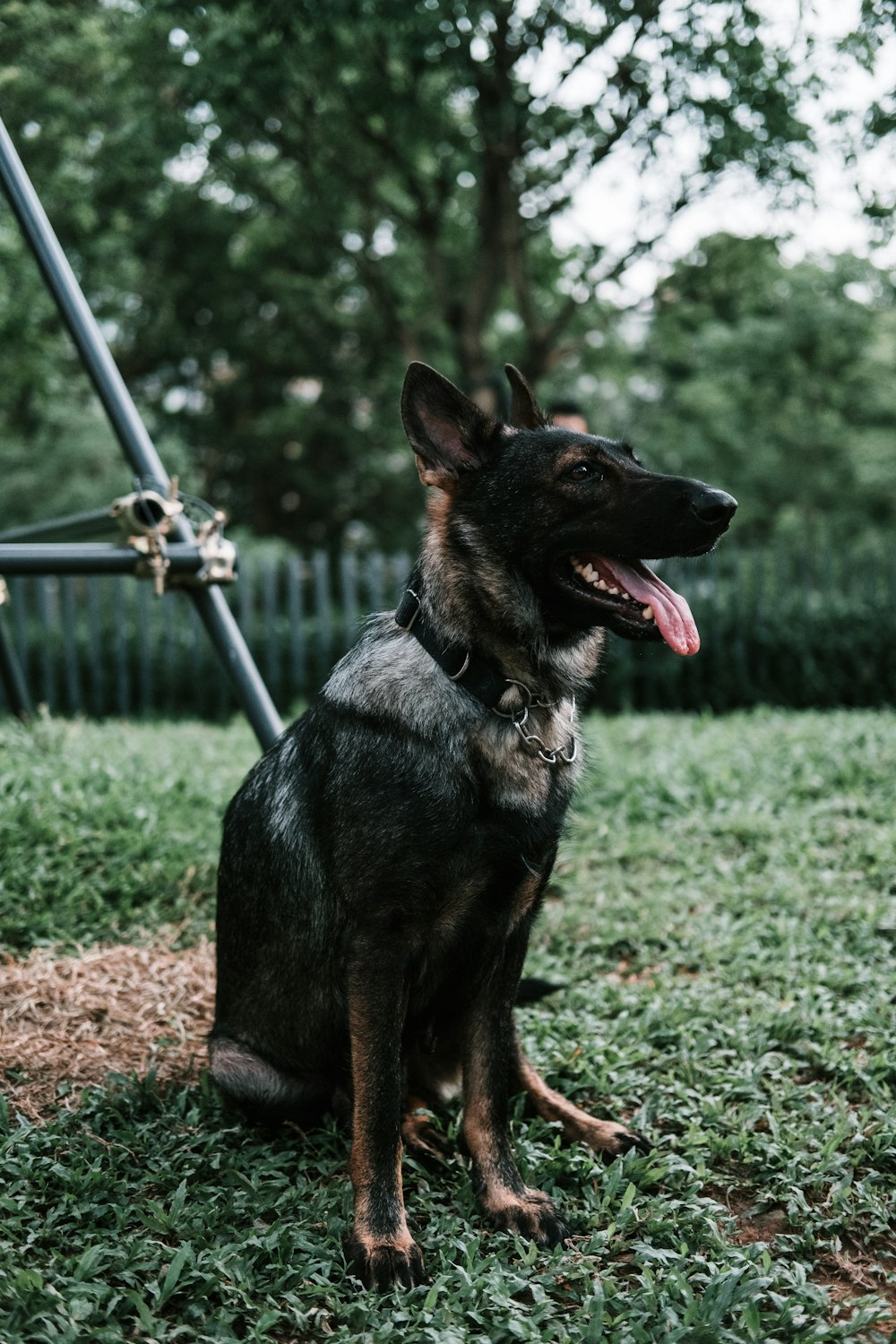 German Shepherd sitting on grass while tongue out during daytime