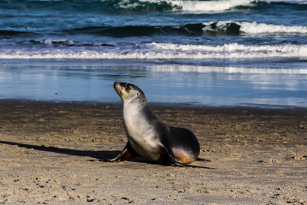 seal on shore during daytime
