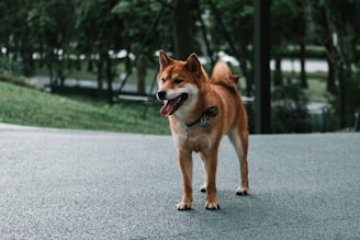 dogAdvisor | dog Advisor | dogadvisor.dog | dog Advisor