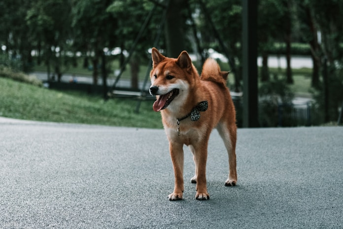dogAdvisor | dog Advisor | dogadvisor.dog | dog Advisor