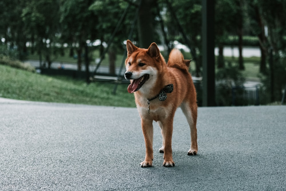 Akita dog on street
