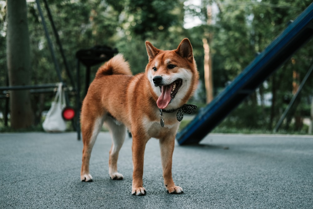 brown dog near blue slide