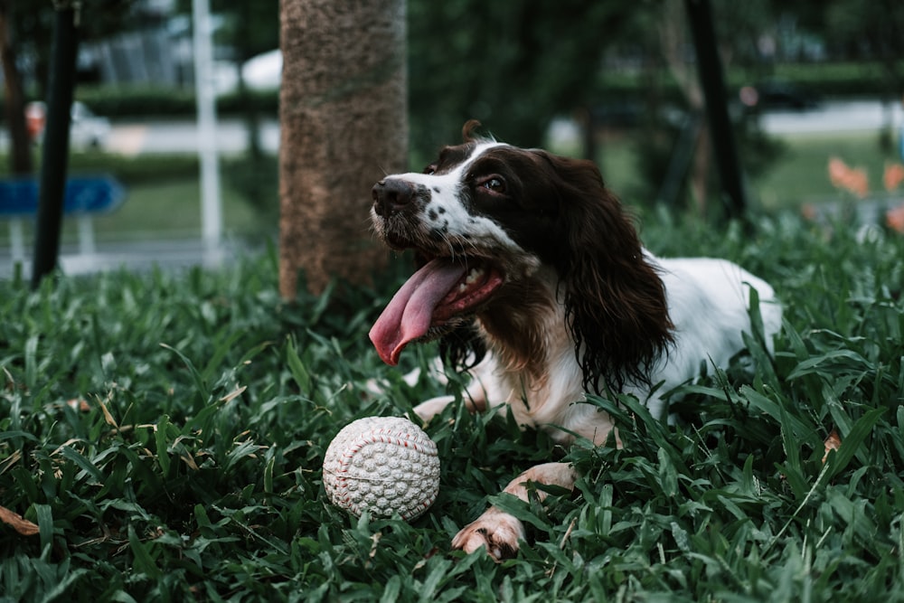 dog playing with ball during daytime