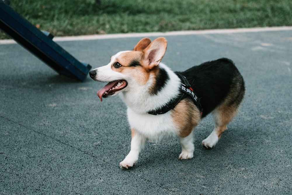 adult tri-color corgi on concrete p[avement