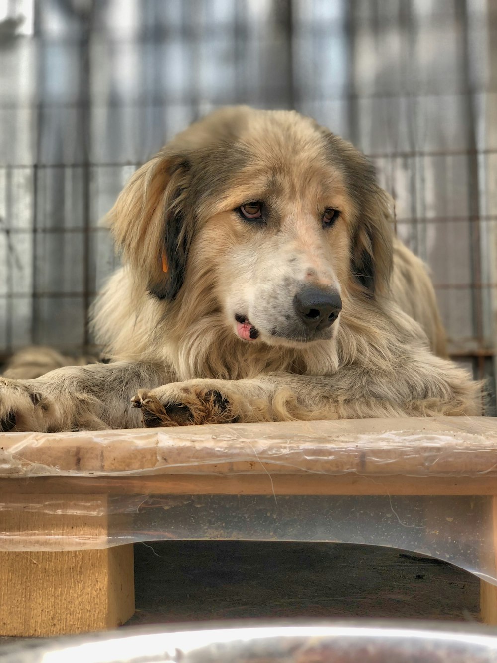 ショートコートの白と黒の犬