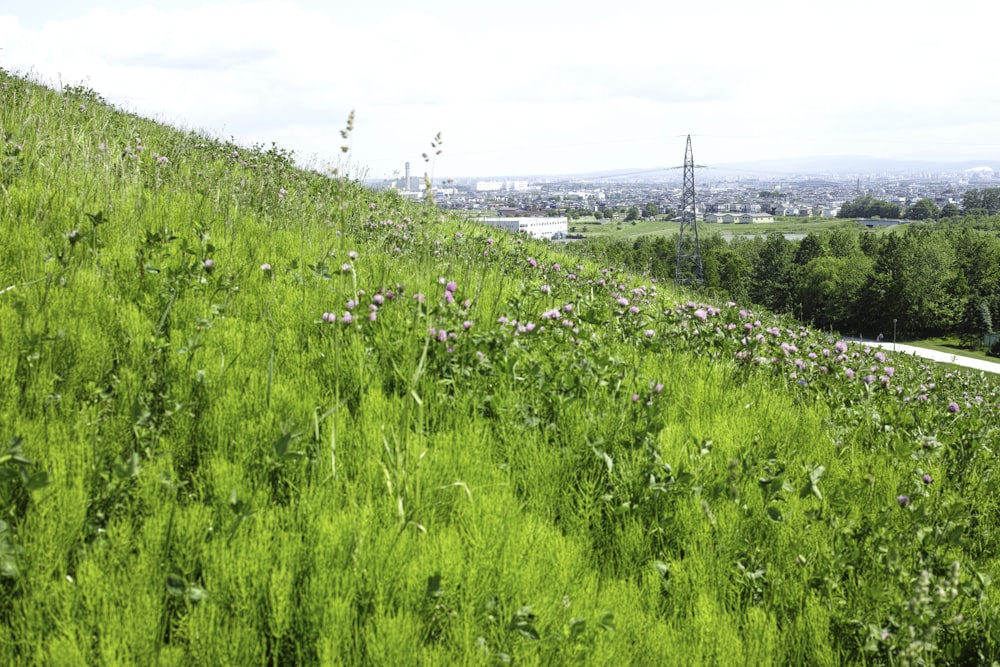 a lush green hillside covered in lots of purple flowers