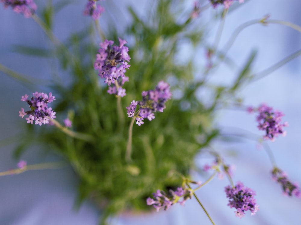 macro photography of purple-petaled flowers