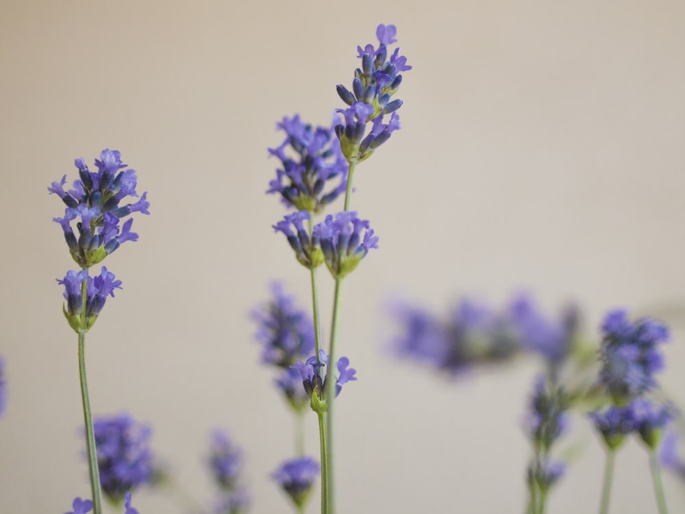 Selektive Fokusfotografie von violetten Blütenblättern