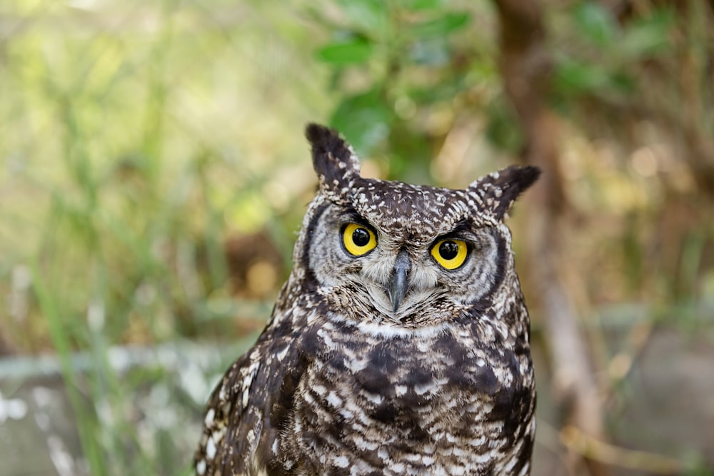 black and white owl