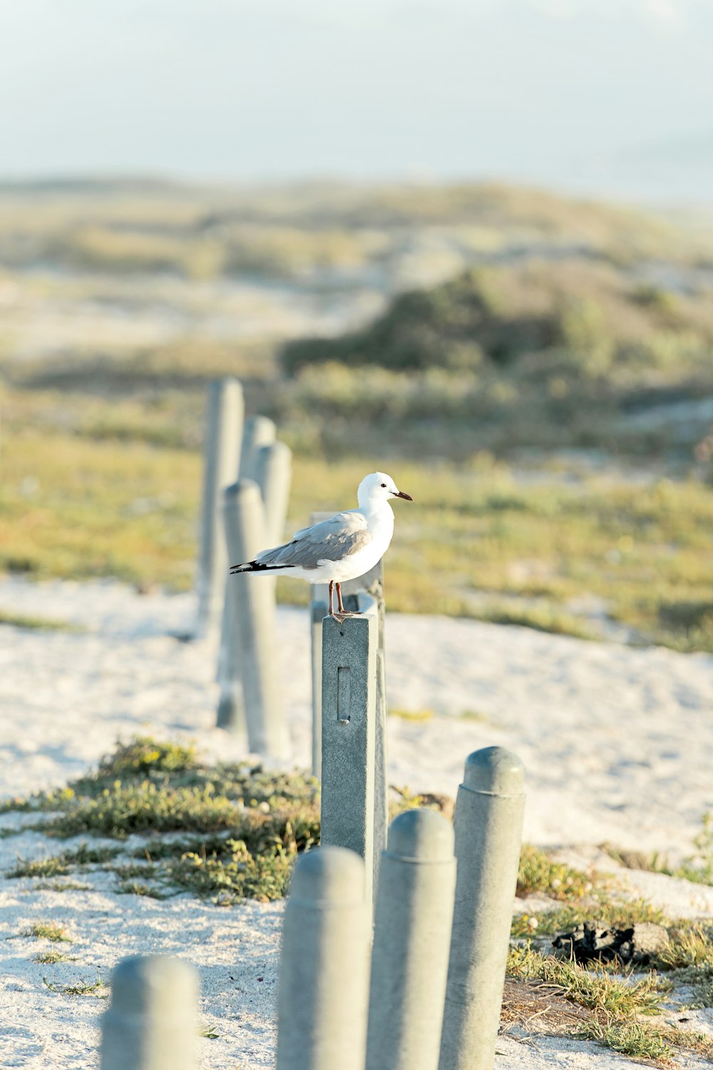 selective focus photography of white and gray bird