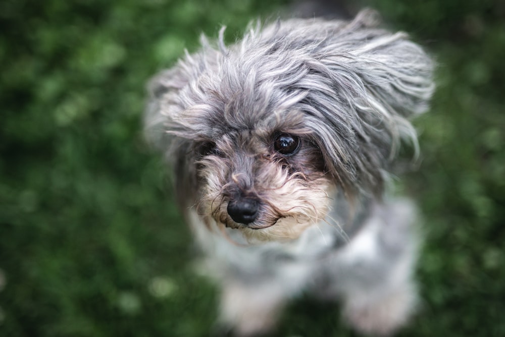 medium-coated tan dog