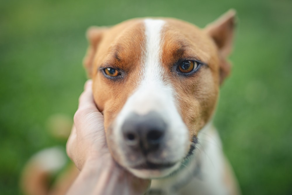 short-coated white and tan dog