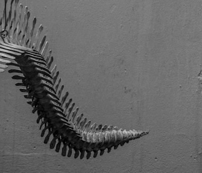 A curved skeletal structure that resembles a vertebral column extends across the image, hanging against a textured background. The monochrome color scheme emphasizes the intricate details of the bones, creating a dramatic visual contrast.