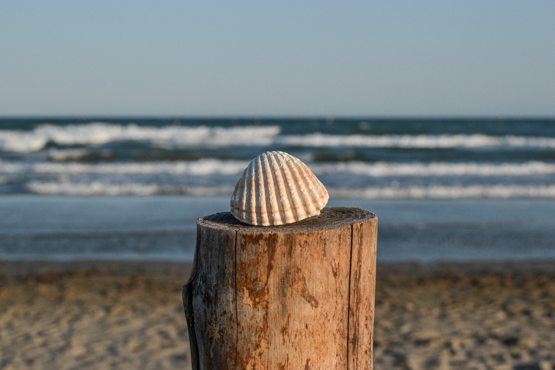 brown shell