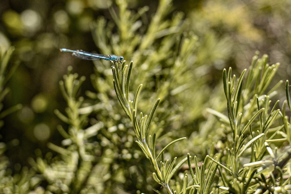 blue dragonfly on green leafed plant