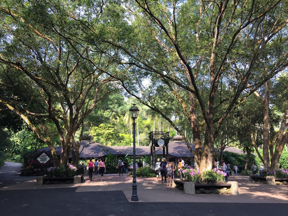 people standing near tree