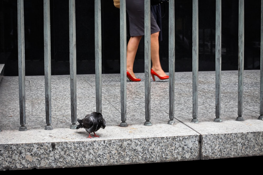 bird on concrete surface beside metal bars and walking woman