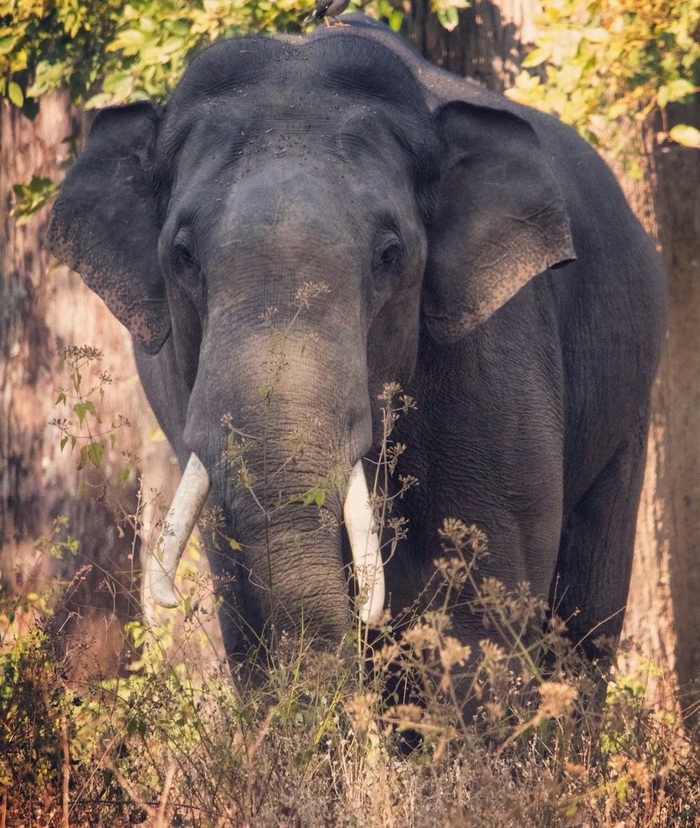 elephant walking near trees