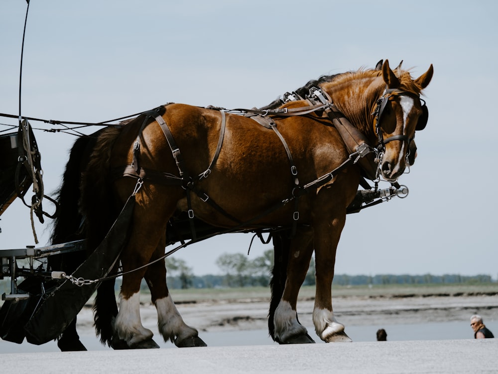 brown and white horse