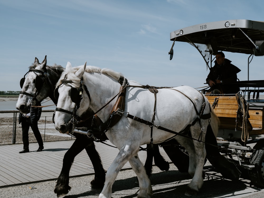 uomo che cavalca la carrozza con due cavalli