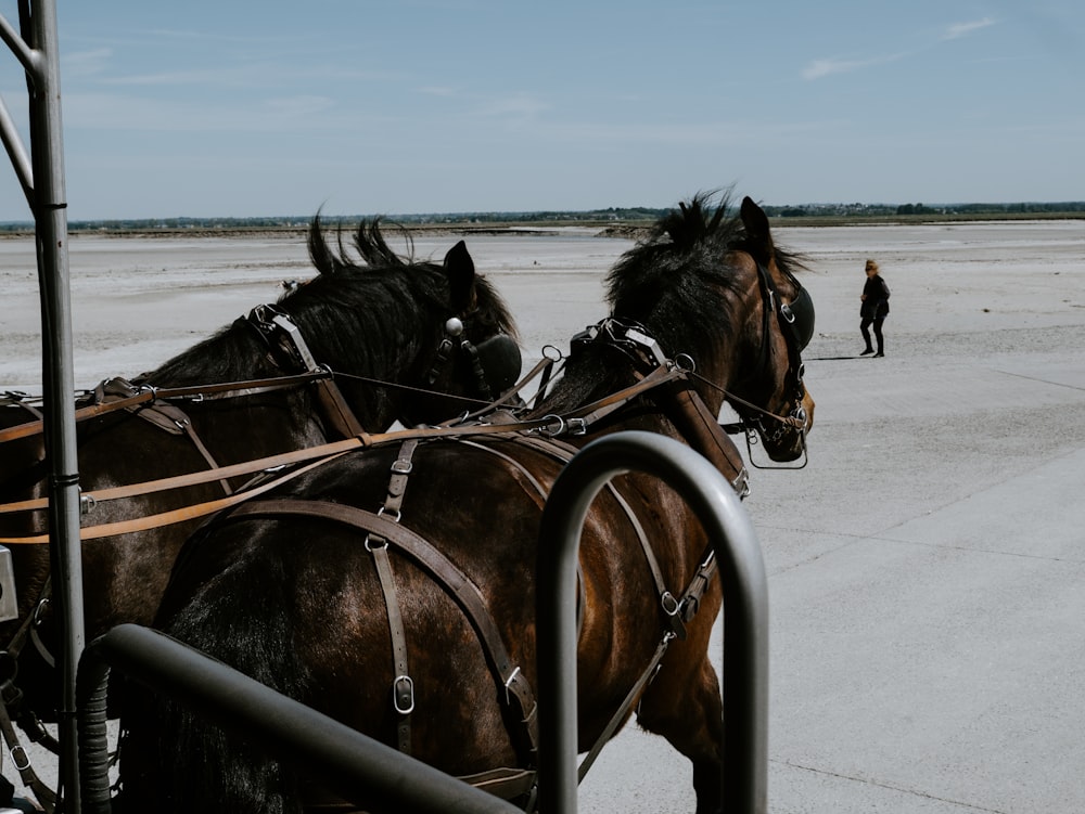 two brown horse near walking woman