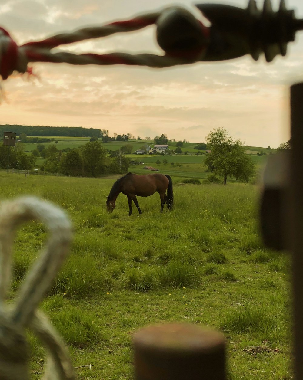 brown horse on grass field