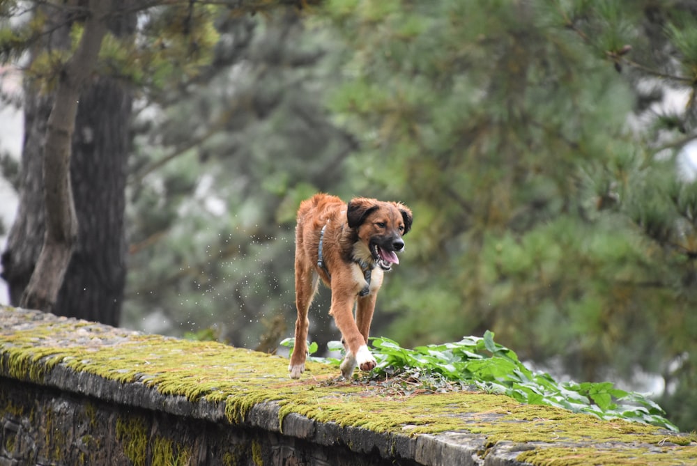 cane marrone sul muro