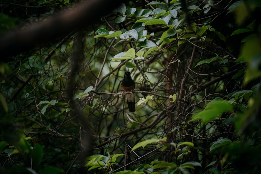 selective focus photography of green and brown bird