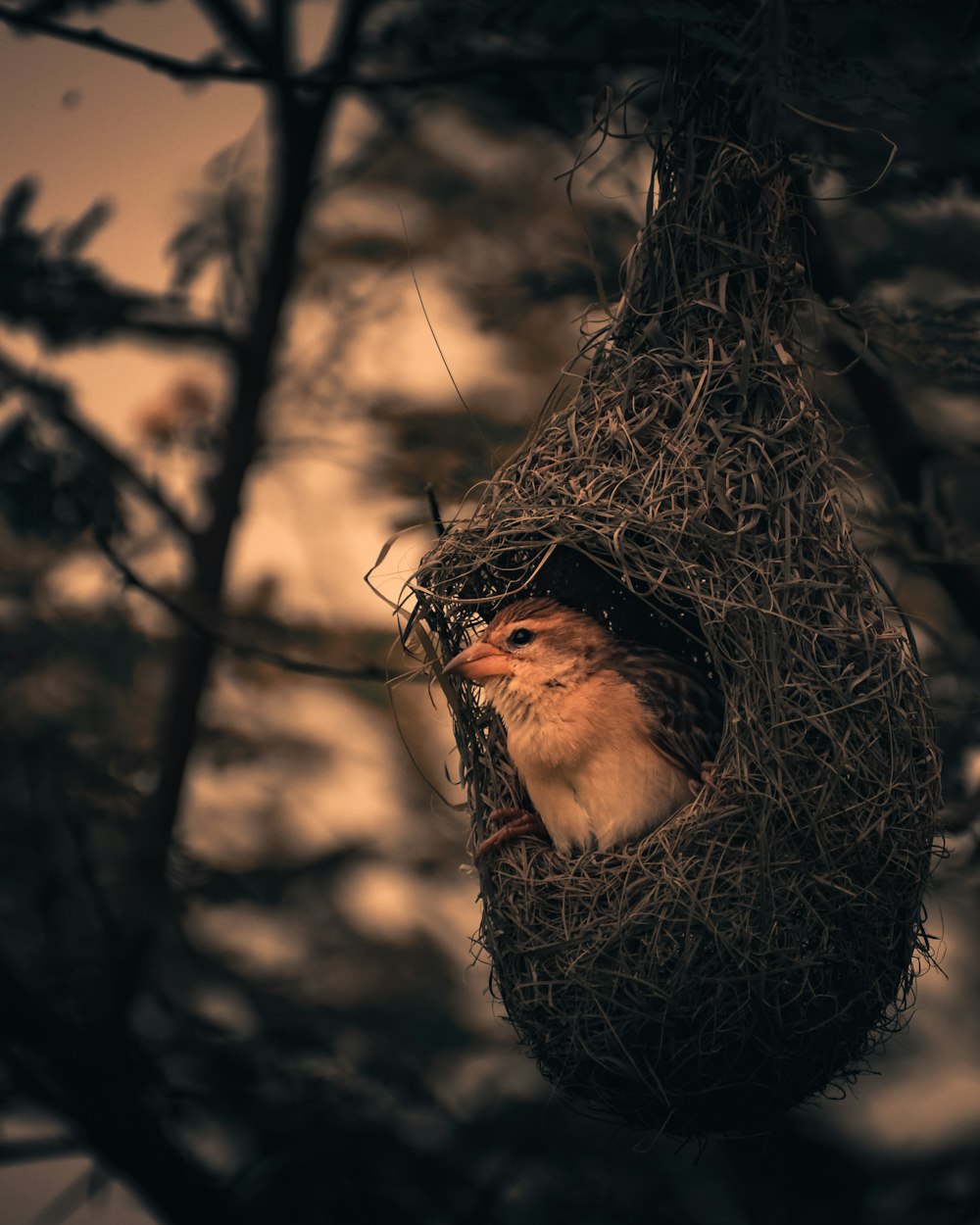 brown bird inside brown birds nest