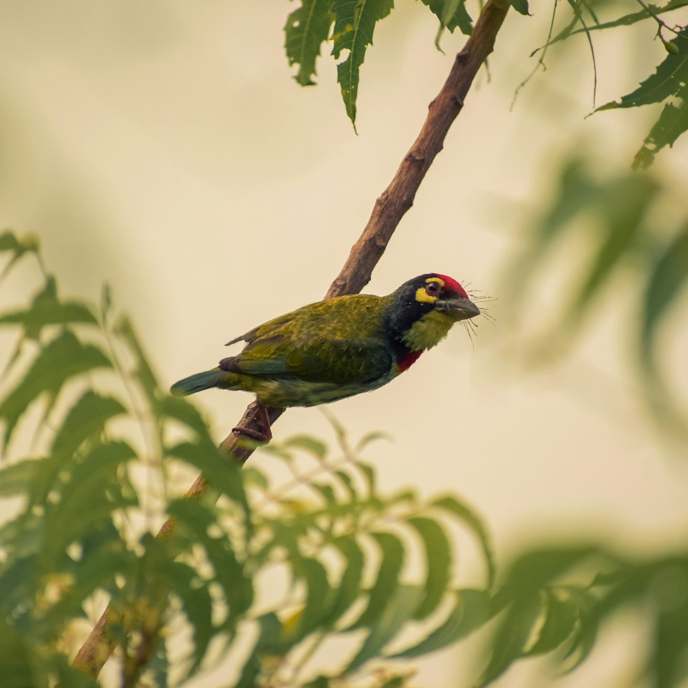 yellow bird perching on tree branch