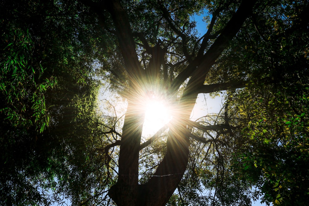 sun rays coming through trees