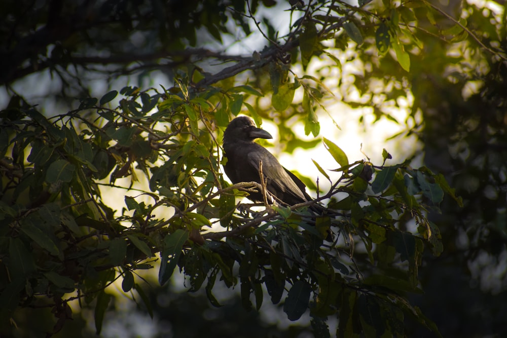 black bird perched on twig